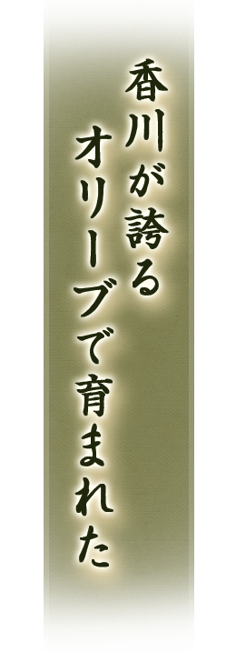 香川が誇るオリーブで