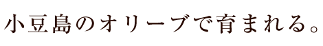 小豆島オリーブ